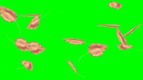 Footage green Leaf fall3 Stock Footage 82971167