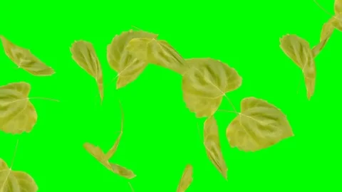 Footage green Leaf fall4 Stock Footage 82971288