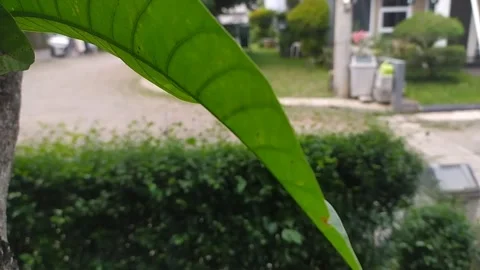 Footage green leaf Stock Footage 296040486