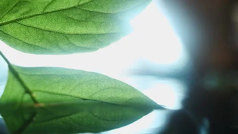 Footage of green leaf pulled from crystal clean water Stock Footage 228779820