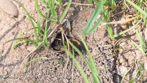 Footage of ground bees Stock Footage 188251460