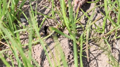 Footage of ground bees Stock Footage 188252660
