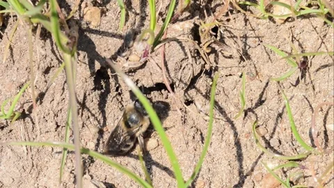 Footage of ground bees Stock Footage 188252998