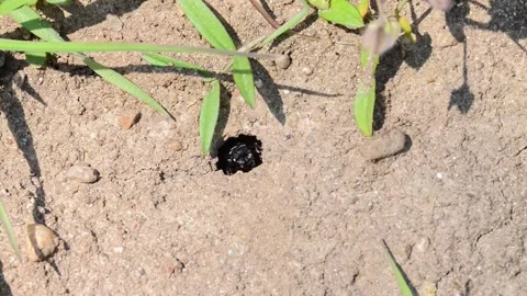 Footage of ground bees Stock Footage 188253293