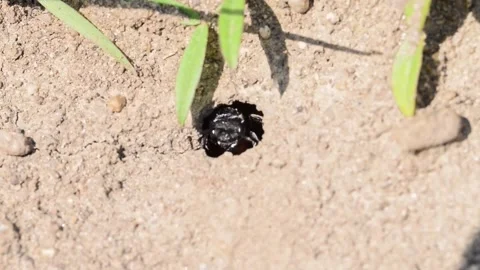 Footage of ground bees Stock Footage 188254518