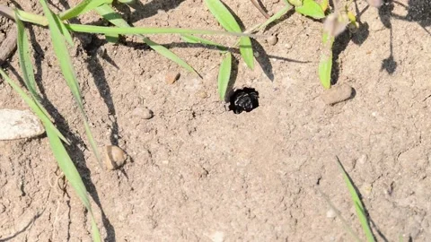 Footage of ground bees Stock Footage 188254523