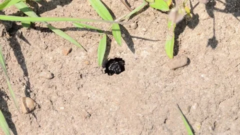 Footage of ground bees Stock Footage 188255334