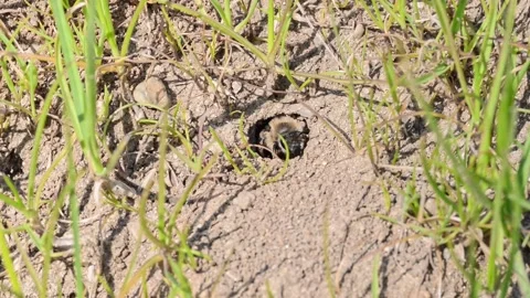Footage of ground bees Stock Footage 188256007