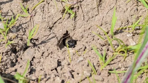 Footage of ground bees Stock Footage 188257253