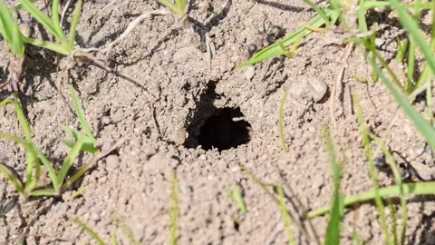 Footage of ground bees Stock Footage 188257381