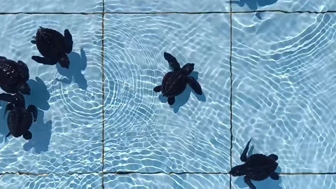 Footage of a group of sea turtle hatchlings swimming in a breeding pool. Stock Footage 342318214