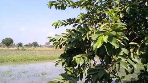 Footage of a guava tree whose leaves are moving in the wind Stock Footage 200813498