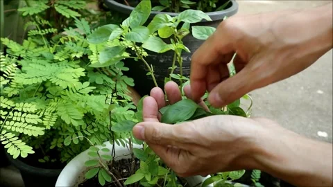 Footage of Hands Picking Sweet Basil Leaves from Potted Plant for Cooking Stock Footage 272227014