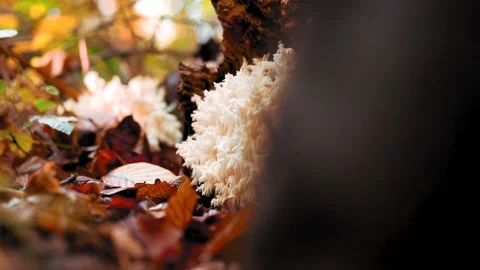 Footage of a hedgehog coral mushroom on the tree trunk surrounded by tree leaves Stock Footage