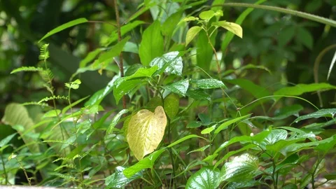 Footage herbal garden and fresh green leaf plants after the rain Stock Footage 124111153