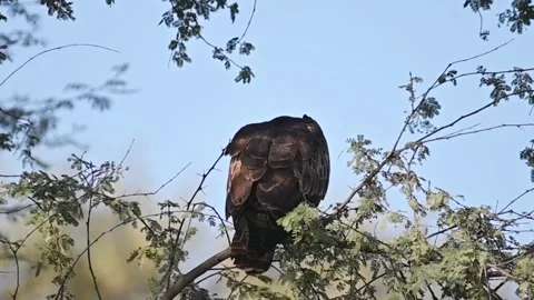 Footage of the  honey buzzard mating on the tree Stock Footage 341865900