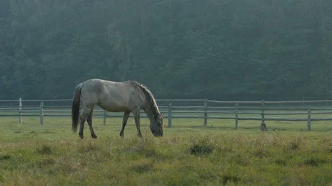 Footage of horses in the stud. Stock-Footage 104712265