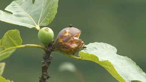 Footage of Insects on Fig Fruit Stock Footage 330345880