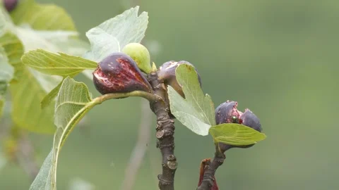 Footage of Insects on Fig Fruit Stock Footage 331536712