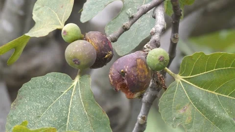 Footage of Insects on Fig Fruit Stock Footage 331588980