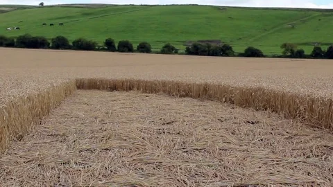 Footage inside a cropcircle. Stock Footage 81461246