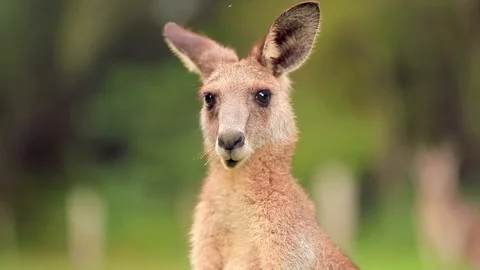 Footage of a Kangaroo with blurred background 스톡 동영상 107743445