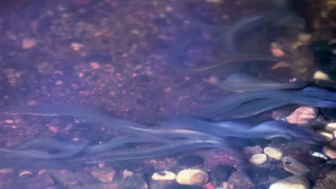 Footage of lampreys preparing the place for spawning. Many lampreys are spawning Stock Footage 279764382