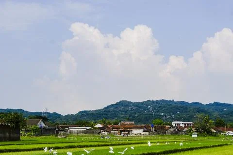 The footage landscape with fields Stock Photos
