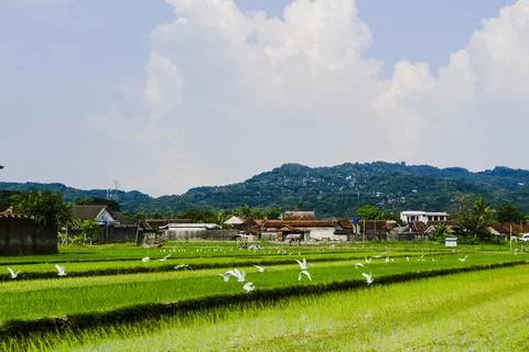 The footage landscape with fields Stock Photos