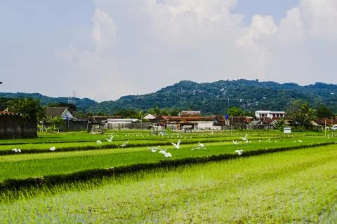 The footage landscape with fields Stock Photos