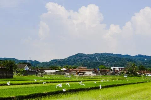 The footage landscape with fields Stock Photos