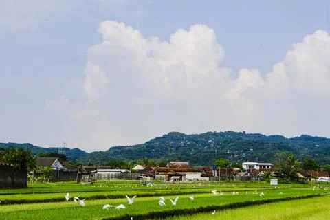 The footage landscape with fields Stock Photos