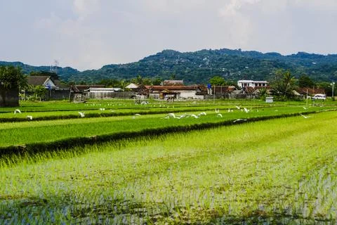 The footage landscape with fields Stock Photos