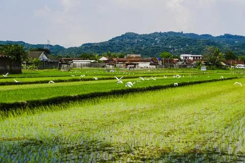 The footage landscape with fields Stock Photos