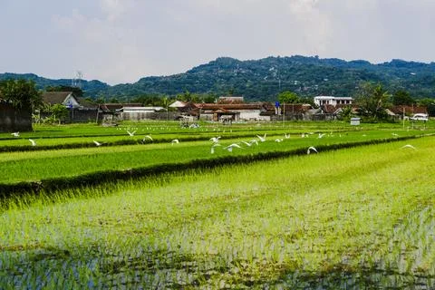 The footage landscape with fields Stock Photos