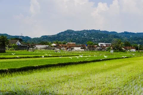 The footage landscape with fields Stock Photos