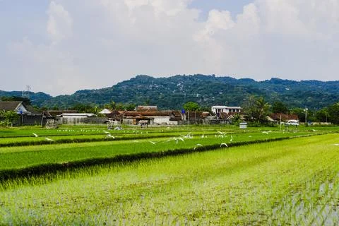 The footage landscape with fields Stock Photos