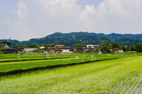 The footage landscape with fields Stock Photos