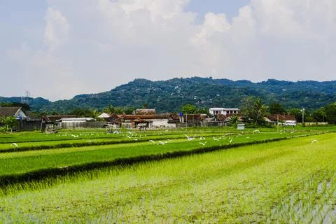 The footage landscape with fields Stock Photos