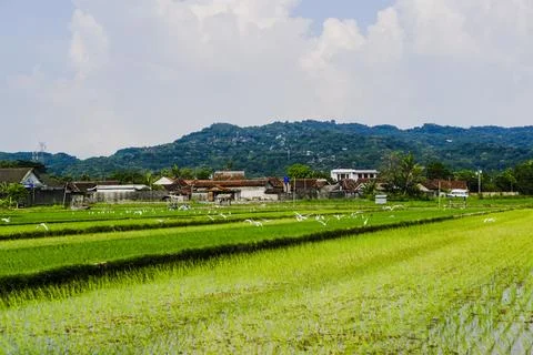 The footage landscape with fields Stock Photos