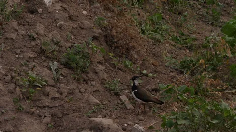 Footage of Lapwing Bird in the Wild Stock Footage 282905682