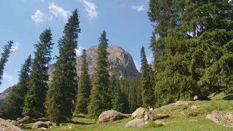 Footage of Large Coniferous Trees in Barskoon Gorge, Kyrgyzstan Stock Footage 306573170