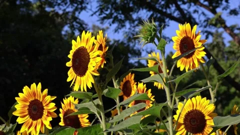 Footage of a Large Group of Vibrant Yellow Sunflowers Blooming in the Sun Stock Footage 306314772