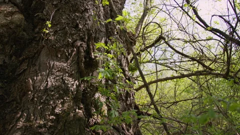 Footage of large tree trunk Stock Footage 253388918
