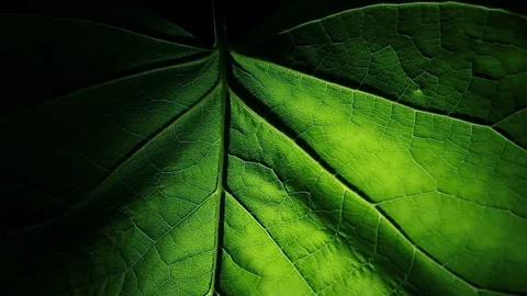 Footage of leaf dark background Stock Footage 136034842