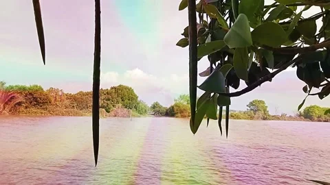 Footage of leaves in the wind 動画素材 202593095