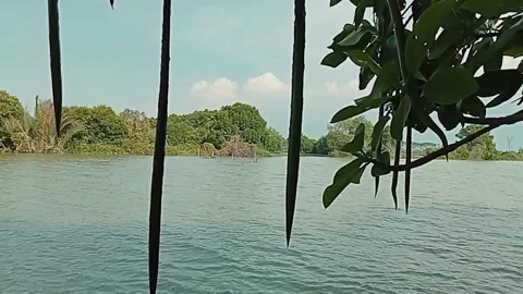 Footage of leaves in the wind in the river 動画素材 202592918
