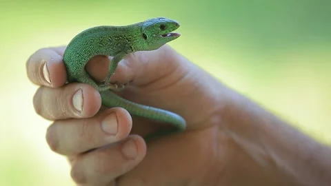 Footage of lizard hand grass background Stock Footage 155842210