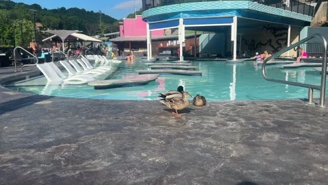 Footage of lLive Ducks at a Waterfront Bar at Lake of the Ozarks Vídeo Stock 317554792