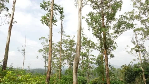 Footage of long height trees with cloudy background Stock-Footage 156967890